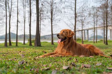 Golden retriever lying on the grass