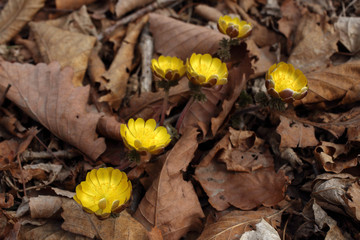 Adonis amurensis, Far Eastern snowdrop