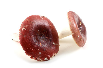 Red russule mushrooms