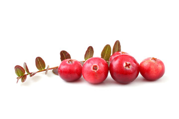 Cranberries and leaves