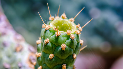 close up of a cactus