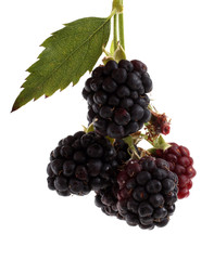 Cluster of blackberies