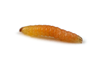 Apricot codling moth. Strongly macro.