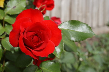 Bright Red Rose