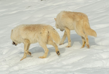 Arctic Wolves in winer snow © Chris