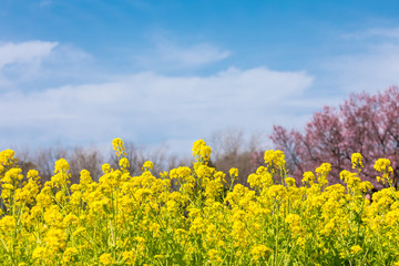 Obraz premium (東京都-風景)菜の花畑と桜６