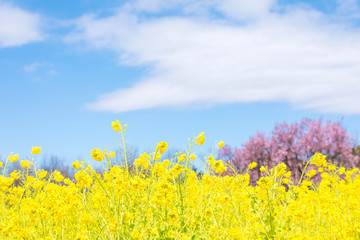 Obraz premium (東京都-風景)菜の花畑と桜８