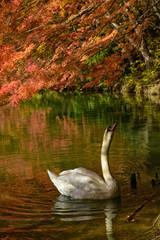 伊奈ヶ湖 白鳥の湖