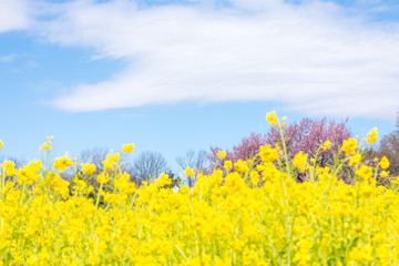 (東京都-風景)菜の花畑と桜９