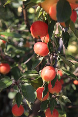 red apples on a tree