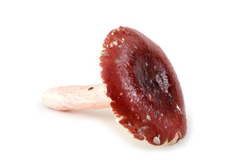 Red russule mushroom