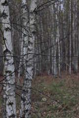birch in the forest