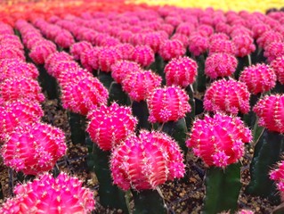 Cactus plants farm field selective focus.