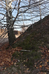 old birch near the mountain