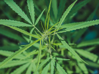 Cannabis sapling