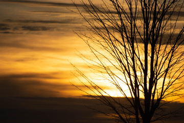 Fototapeta premium Sunset with tree