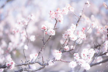 大寒桜