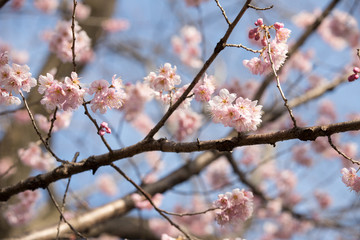 大寒桜
