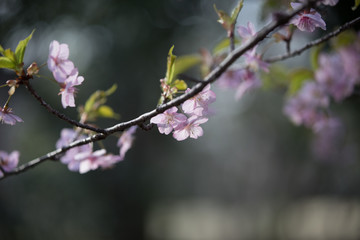 大寒桜