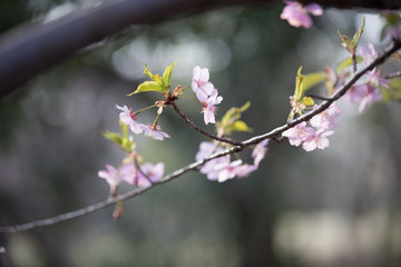 大寒桜