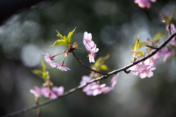 大寒桜