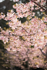 大寒桜