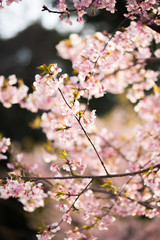 大寒桜