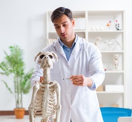 Doctor vet practicing on dog skeleton