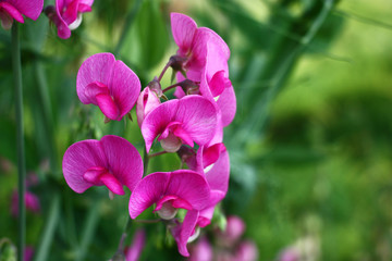 Obraz premium Green escapes and pink flowers of decorative lathyrus on a green background of a lawn.