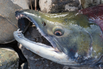 Wild red salmon fish Sockeye Salmon Oncorhynchus nerka. Pacific salmon red color during spawning,...