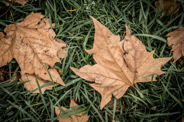 Otoño