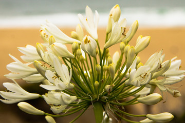 closeup of white lily flower