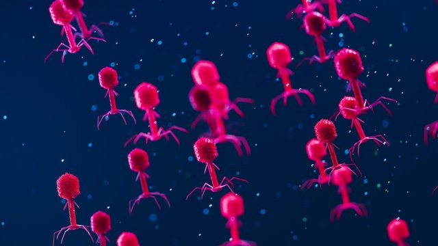 Many bacteriophages or phages floating and slowly moving in the organism.