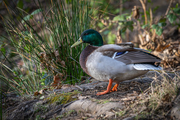Mallard drake on the shore of a pond in a park in Southern Oregon