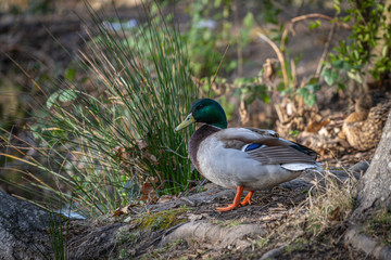 Mallard drake on the shore of a pond in a park in Southern Oregon