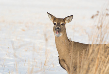 Happy Deer