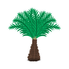 Tropical Dwarf Palm. Vector illustration. Isolated on a white background.