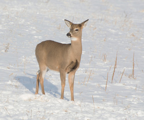 Small Deer