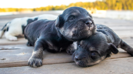 Very cute newborn miniature Schnauzer - Maltese puppies. Eyes open.