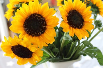 Sonnenblumen