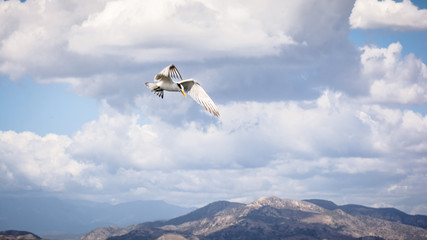 flying in the sky with clouds