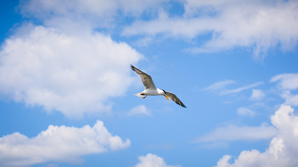 seagull flying in the sky