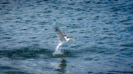seagull flying over sea