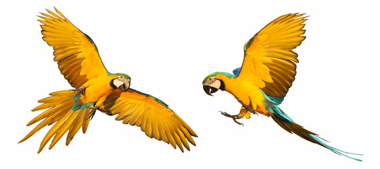 Blue and gold macaw parrot flying  isolated on white