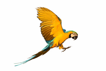 Blue and gold macaw parrot flying  isolated on white