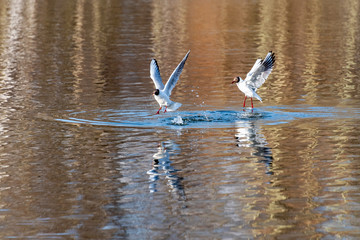 Seagulls over the water in a city park