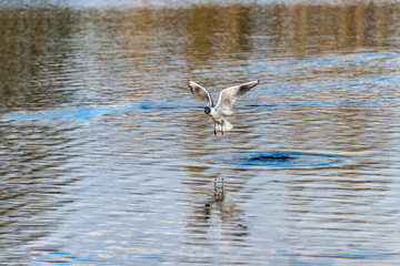 Obraz premium Seagulls over the water in a city park