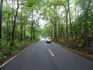 Obraz premium road in the forest