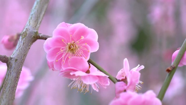 ピンクの梅の花のアップ