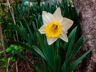 Obraz premium A white daffodil flower (lat.Narcissus) with a yellow crown and green leaves grows in the spring garden on a sunny day.